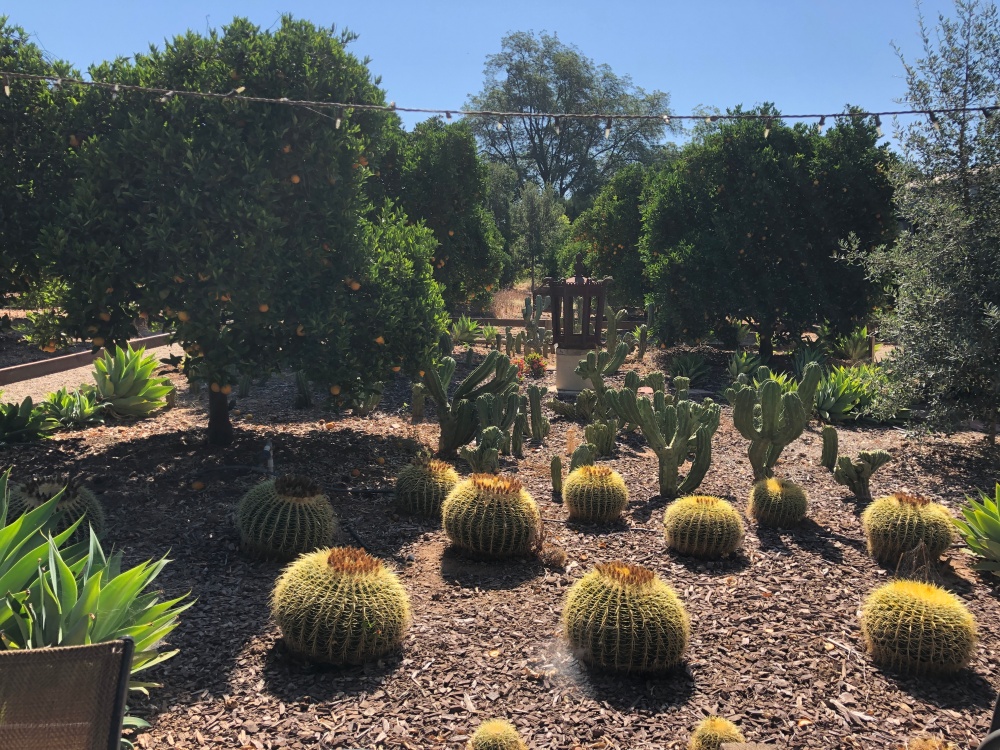 Our Cactus Garden